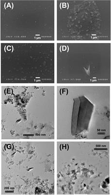 Combating Actions of Green 2D-Materials on Gram Positive and Negative Bacteria and Enveloped Viruses